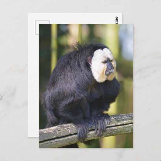 Weißer Saki auf der Postkarte des Zweiges (Vorne/Hinten)