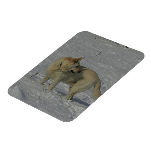 Weißer Schäfer im Schnee Magnet (Linke Seite)