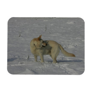 Weißer Schäfer im Schnee Magnet