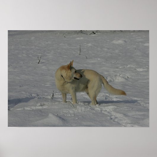 Weißer Schäfer im Schnee Poster (Vorne)