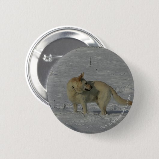Weißer Schäferhund im Schnee Button (Vorne & Hinten)