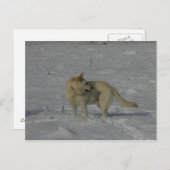 Weißer Schäferhund im Schnee Postkarte (Vorne/Hinten)