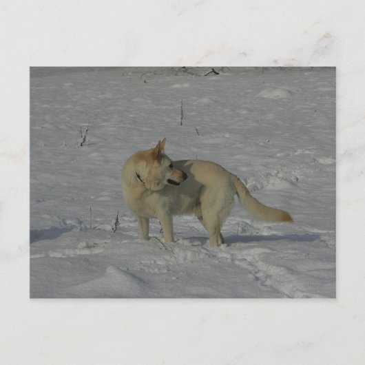 Weißer Schäferhund im Schnee Postkarte (Vorderseite)