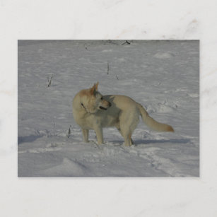 Weißer Schäferhund im Schnee Postkarte