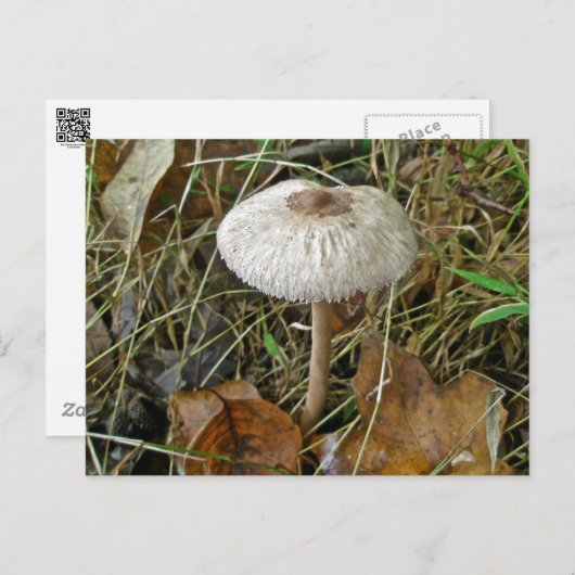 Weißer Schirmpilz-Koordinator Postkarte (Vorne/Hinten)