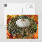 Weißer Schirmpilz-Koordinator Postkarte (Vorne/Hinten)