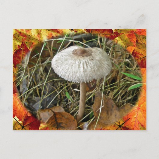 Weißer Schirmpilz-Koordinator Postkarte (Vorderseite)