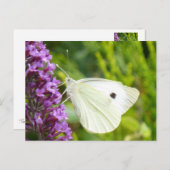 Weißer Schmetterling 1 Postkarte (Vorne/Hinten)