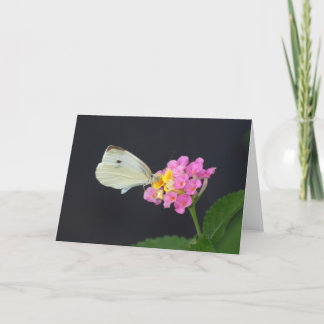Weißer Schmetterling auf Lantana - Karte