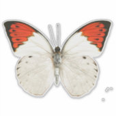 Weißer Schmetterling Aufkleber (Vorderseite)