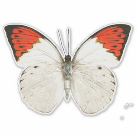 Weißer Schmetterling Aufkleber (Vorderseite)