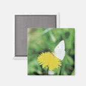 Weißer Schmetterling fütternd auf einem Löwenzahn Magnet (Vorderseite/Rückseite)