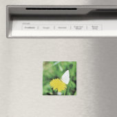 Weißer Schmetterling fütternd auf einem Löwenzahn Magnet (In Situ (Geschirrspüler))