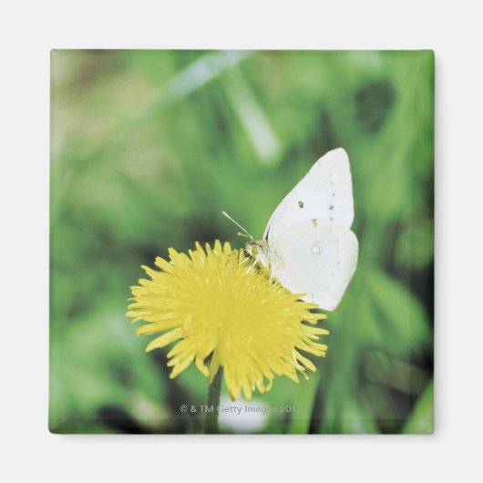 Weißer Schmetterling fütternd auf einem Löwenzahn Magnet (Vorne)