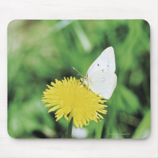 Weißer Schmetterling fütternd auf einem Löwenzahn Mousepad (Vorne)