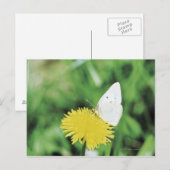 Weißer Schmetterling fütternd auf einem Löwenzahn Postkarte (Vorne/Hinten)