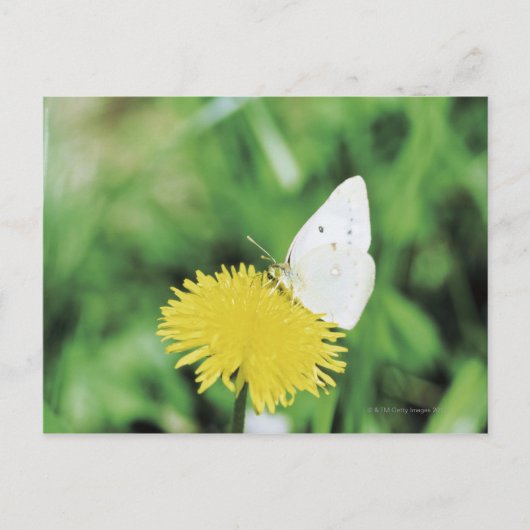 Weißer Schmetterling fütternd auf einem Löwenzahn Postkarte (Vorderseite)