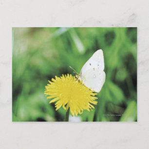 Weißer Schmetterling fütternd auf einem Löwenzahn Postkarte