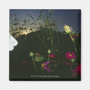 Weißer Schmetterling im Flug bei Sonnenuntergang Magnet