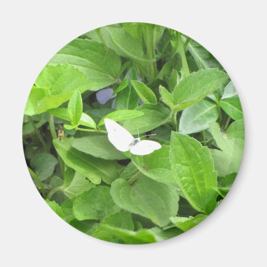 Weißer Schmetterling Magnet (Vorne)