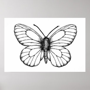 Weißer Schmetterling Poster