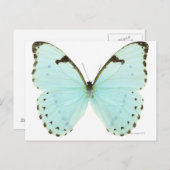 Weißer Schmetterling Postkarte (Vorne/Hinten)