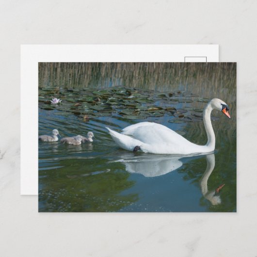 Weißer Schnabelschwan mit gebackenem Cygnets-See Postkarte (Vorne/Hinten)