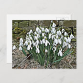 Weißer Schneefall, erste Frühlingspostcard der Blu Postkarte (Vorne/Hinten)