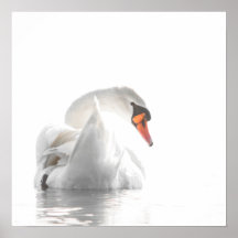Weißer Schwan auf nebligem Wasser – Minimalistisch