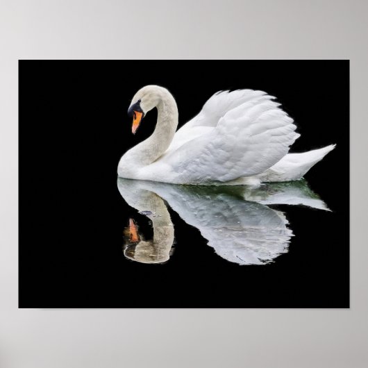 Weißer Schwan auf schwarzem Hintergrund Poster (Vorne)