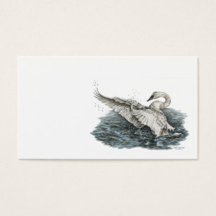 Weißer Schwan auf Wasser