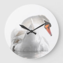 Weißer Schwan auf Wasser