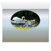 Weißer Schwan mit Chicks (Innenansicht Horizontal (Unten))