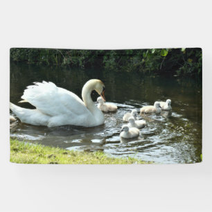 Weißer Schwan mit Chicks Banner
