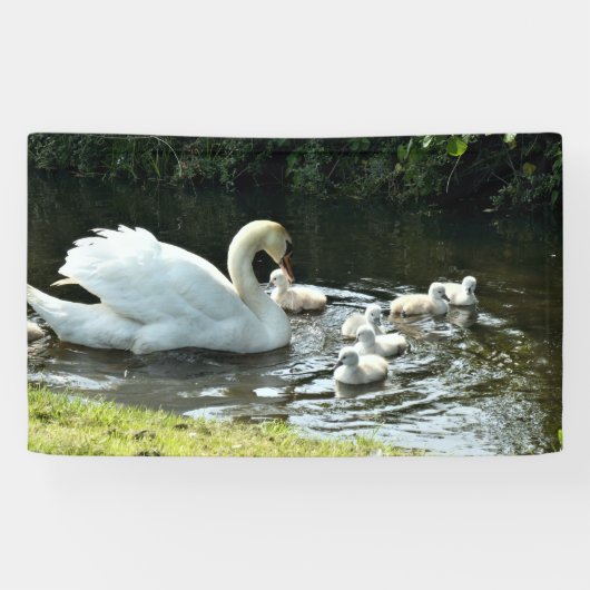 Weißer Schwan mit Chicks Banner (Horizontal)