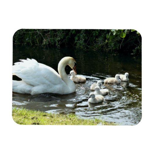Weißer Schwan mit Chicks Magnet (Horizontal)
