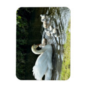 Weißer Schwan mit Chicks Magnet (Vertikal)