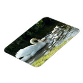 Weißer Schwan mit Chicks Magnet (Linke Seite)