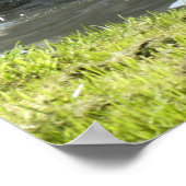 Weißer Schwan mit Chicks Poster (Ecke)