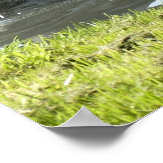 Weißer Schwan mit Chicks Poster (Ecke)