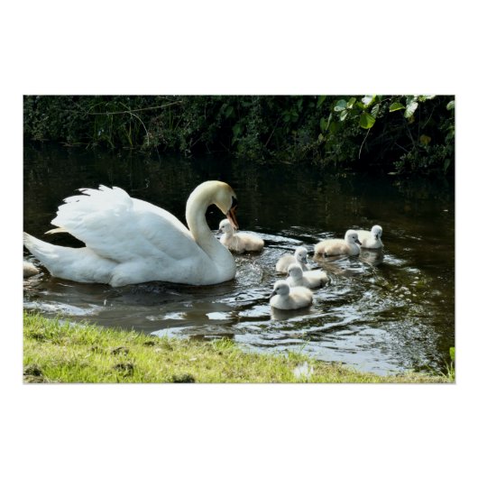 Weißer Schwan mit Chicks Poster (Vorderseite)