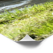 Weißer Schwan mit Chicks Poster (Ecke)