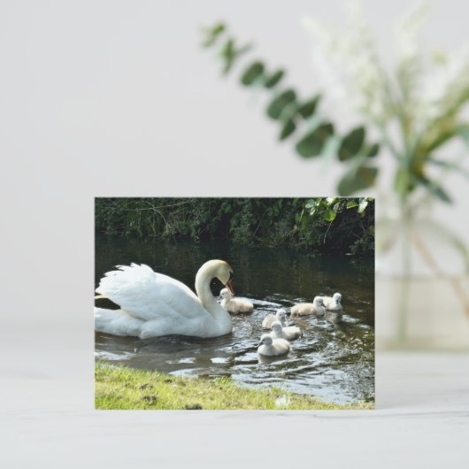 Weißer Schwan mit Chicks Postkarte (Stehend Vorderseite)