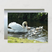 Weißer Schwan mit Chicks Postkarte (Vorne/Hinten)