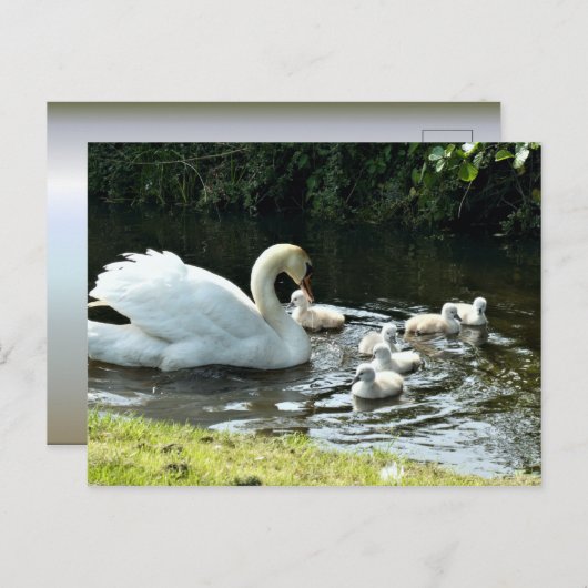 Weißer Schwan mit Chicks Postkarte (Vorne/Hinten)