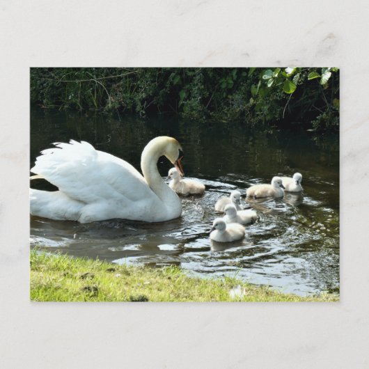 Weißer Schwan mit Chicks Postkarte (Vorderseite)