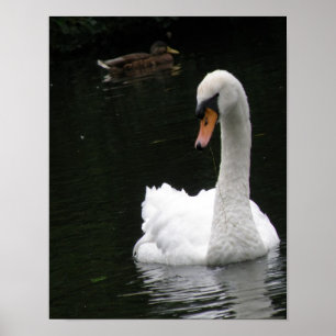 Weißer-Schwan-Plakat Poster