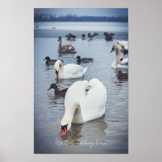 Weißer Schwan Poster (Vorne)