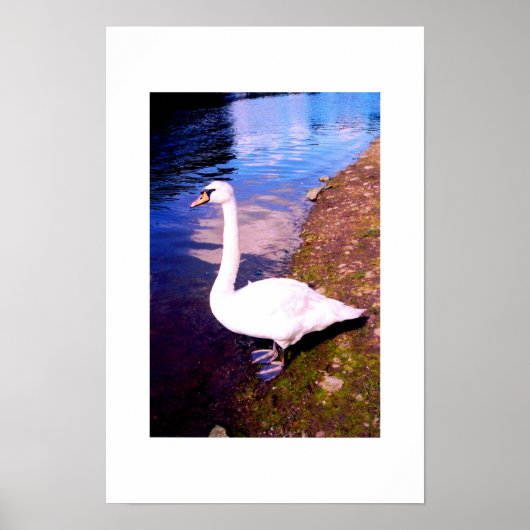 Weißer Schwan Poster (Vorne)