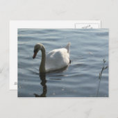 WEißer Schwan Postkarte (Vorne/Hinten)